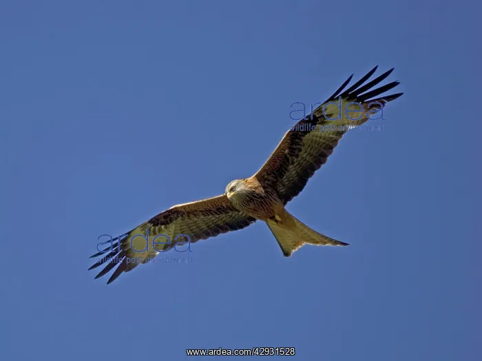 : Red Kite in flight at RSPB site Wales : Red Kite in flight at RSPB site Wales