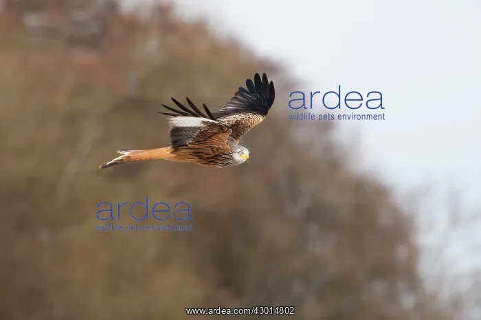 : Red Kite in flight with trees in background : Red Kite in flight with trees in background