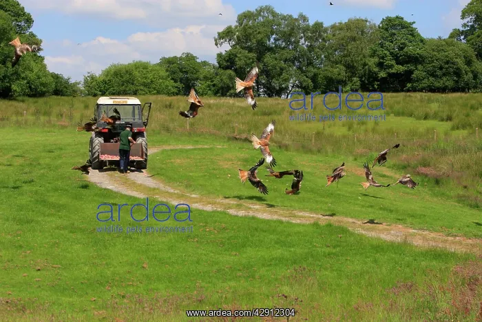 : Red Kite - flock being fed by farmer from back of tractor : Red Kite - flock being fed by farmer from back of tractor