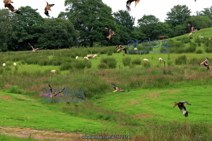 : Red Kite - flock in flight over farmland : Red Kite - flock in flight over farmland