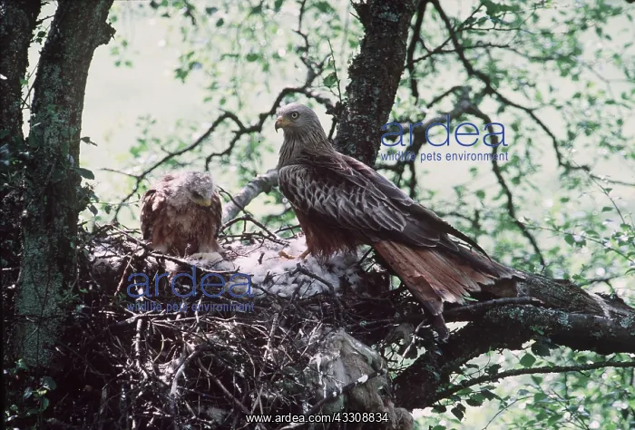  : RED KITE - and juvenile at nest