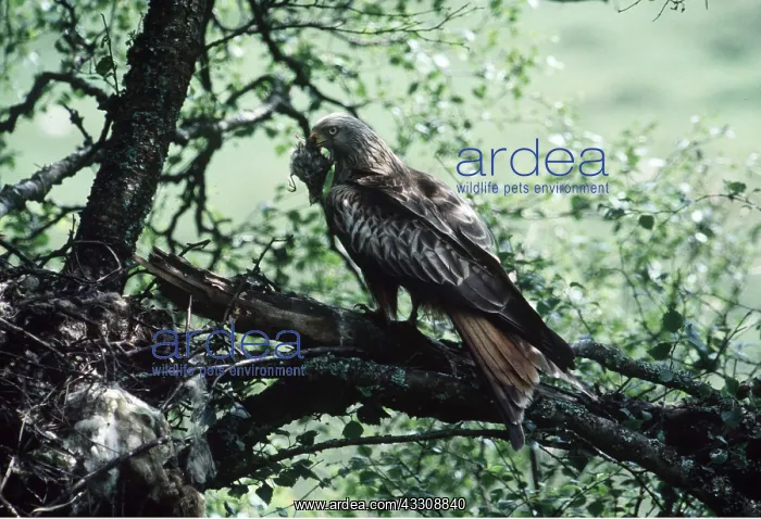 : RED KITE - and kill in beak at nest : RED KITE - and kill in beak at nest