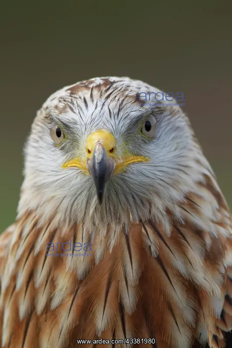 : Red kite (Milvus milvus) adult bird head portrait : Red kite (Milvus milvus) adult bird head portrait
