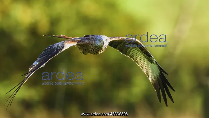 : Red Kite, Milvus milvus, bird in flight : Red Kite, Milvus milvus, bird in flight