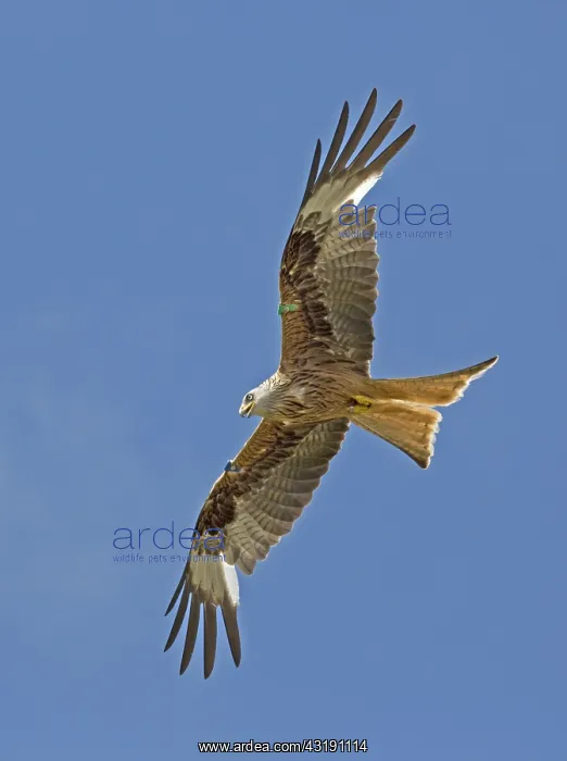 : Red kite Milvus milvus in flight Bellymack Kite : Red kite Milvus milvus in flight Bellymack Kite