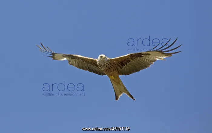  : Red kite Milvus milvus in flight Bellymack Kite