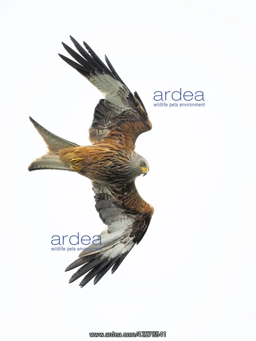 : Red Kite (Milvus milvus) in flight against a wh : Red Kite (Milvus milvus) in flight against a wh