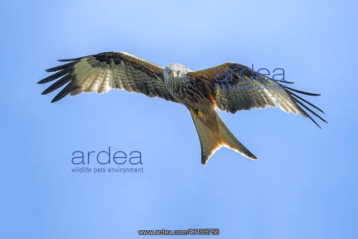 : Red Kite (Milvus milvus) fly-by, Germany, Eifel : Red Kite (Milvus milvus) fly-by, Germany, Eifel