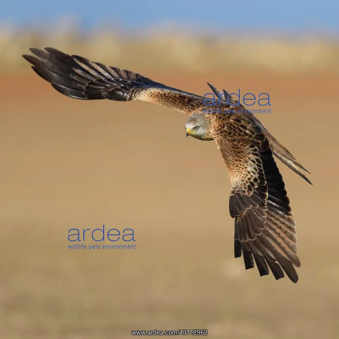 : Red kite (Milvus milvus), flying over a field, Extremadura : Red kite (Milvus milvus), flying over a field, Extremadura