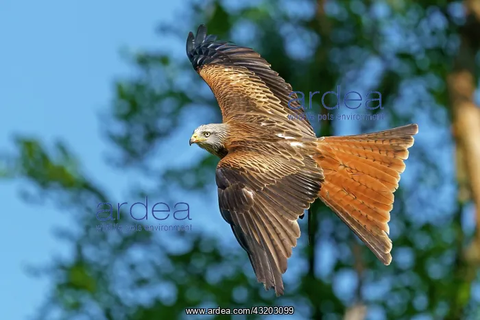 : Red kite (Milvus milvus) flying, Germany, Europe : Red kite (Milvus milvus) flying, Germany, Europe