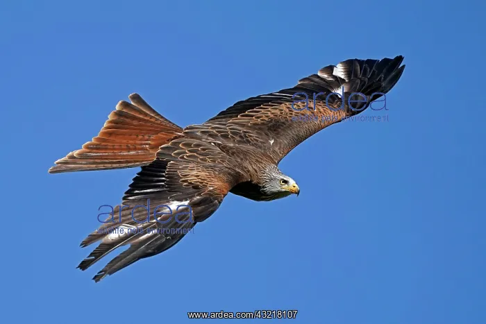 : Red kite (Milvus milvus) flying, Germany, Europe : Red kite (Milvus milvus) flying, Germany, Europe