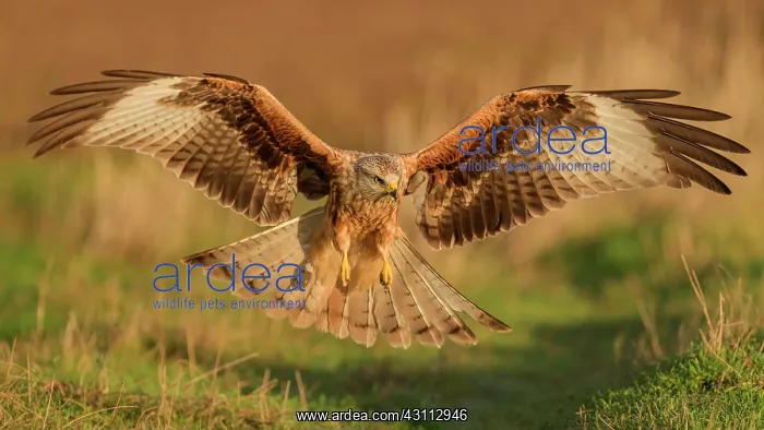 : Red kite (Milvus milvus), flying over a meadow in : Red kite (Milvus milvus), flying over a meadow in
