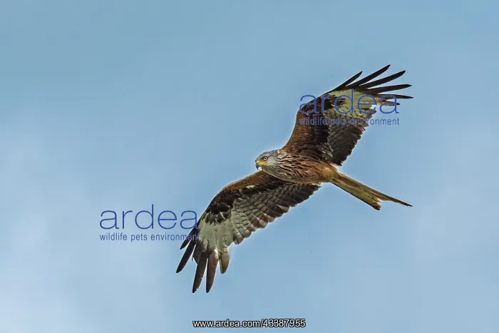 : Red Kite (Milvus milvus) flying, Rotmilan, Switz : Red Kite (Milvus milvus) flying, Rotmilan, Switz