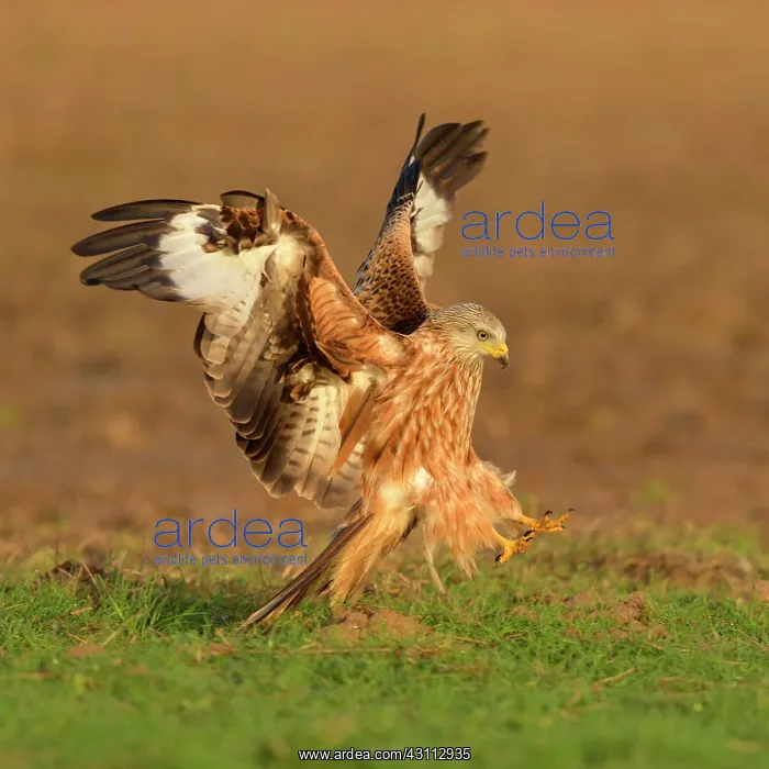 : Red kite (Milvus milvus), landing in a meadow, Extremadura : Red kite (Milvus milvus), landing in a meadow, Extremadura