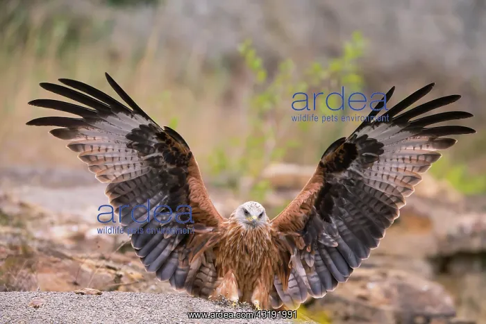 : Red kite (Milvus milvus) lands with open wings : Red kite (Milvus milvus) lands with open wings