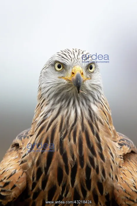 : Red kite (Milvus milvus), portrait, Lower Austria : Red kite (Milvus milvus), portrait, Lower Austria