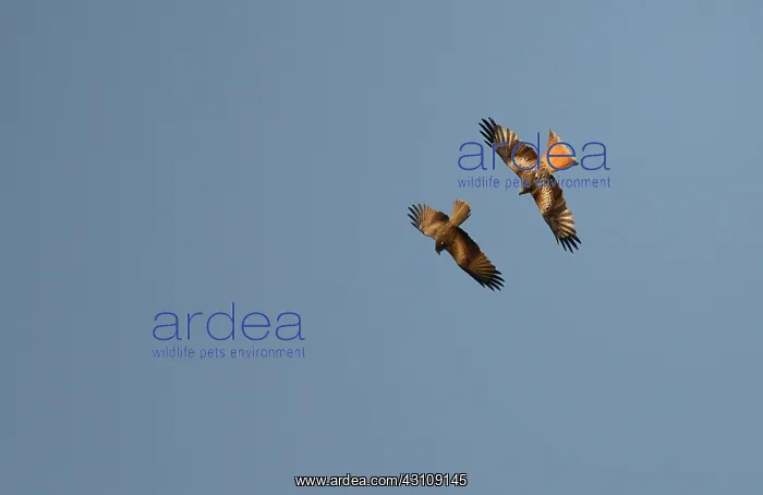 : Red Kite (Milvus milvus) scolding a Black Kite (Milvus : Red Kite (Milvus milvus) scolding a Black Kite (Milvus