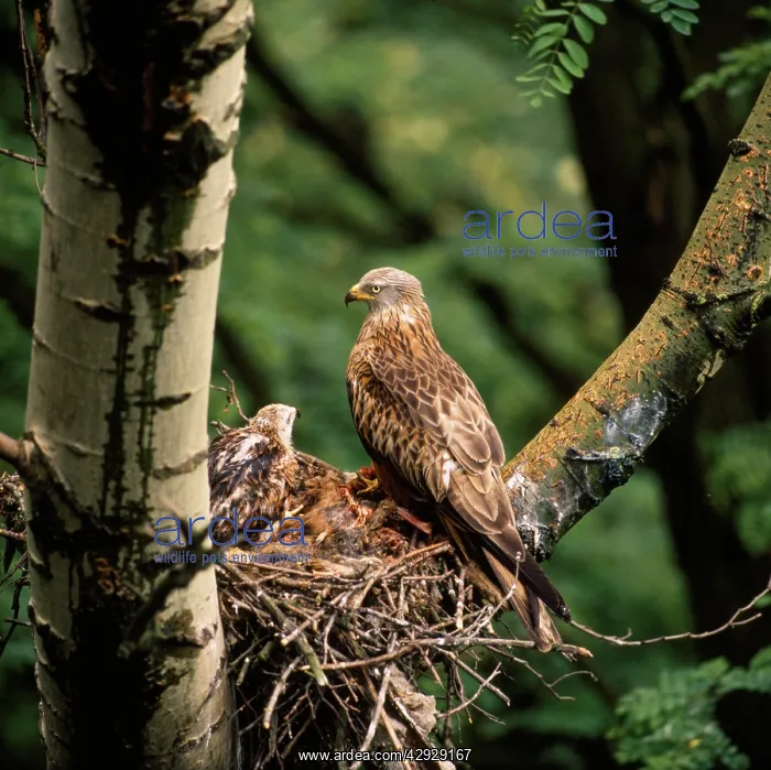 : RED KITE - at nest : RED KITE - at nest