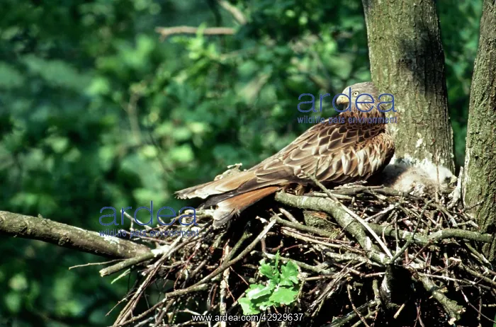  : RED KITE AT NEST