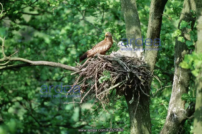 : Red Kite - At nest with chicks : Red Kite - At nest with chicks