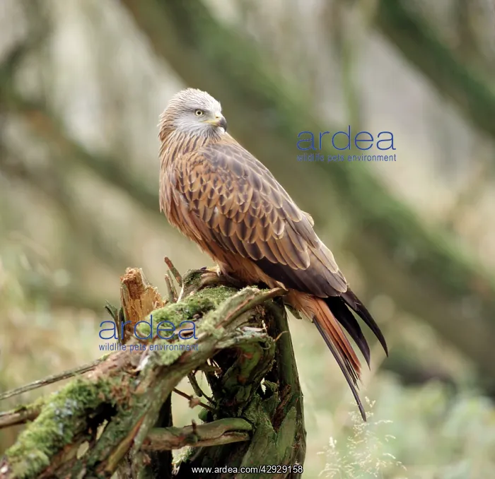 : RED KITE - perched : RED KITE - perched