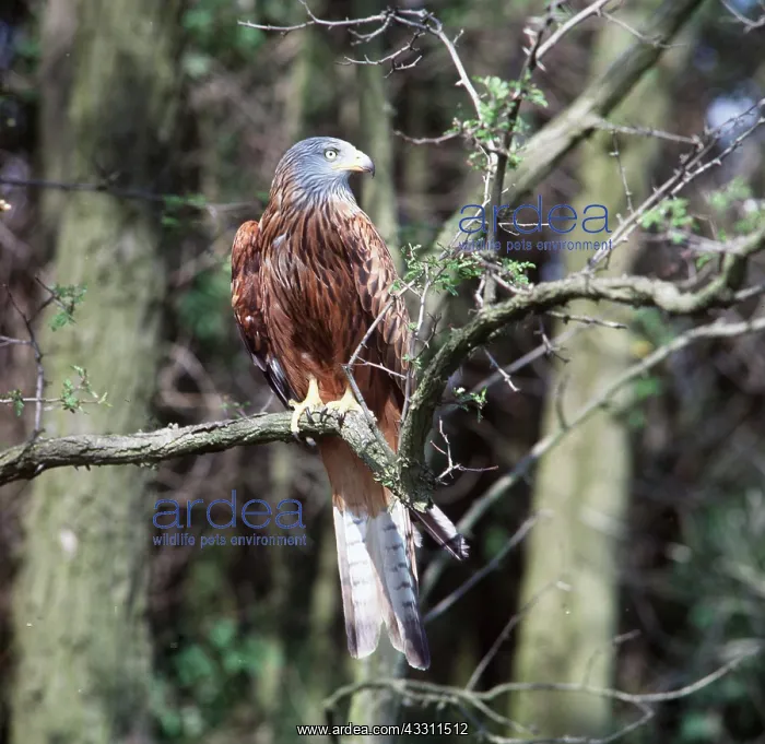  : Red KITE - perched