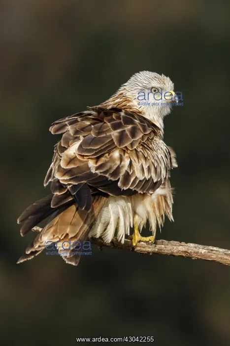 : Red Kite - perched on a branch - Castile and Leon, Spain : Red Kite - perched on a branch - Castile and Leon, Spain