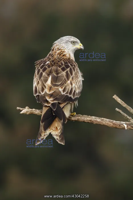 : Red Kite - perched on a branch - Castile and Leon, Spain : Red Kite - perched on a branch - Castile and Leon, Spain