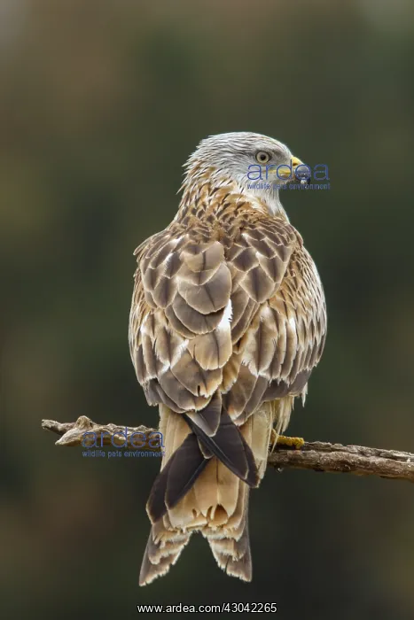 : Red Kite - perched on a branch - Castile and Leon, Spain : Red Kite - perched on a branch - Castile and Leon, Spain