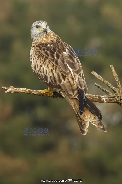 : Red Kite - perched on a branch - Catile and Leon, Spain : Red Kite - perched on a branch - Catile and Leon, Spain