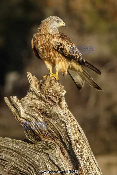 : Red Kite - perched on a branch - Catile and Leon, Spain : Red Kite - perched on a branch - Catile and Leon, Spain