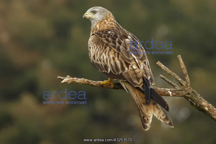 : Red Kite - perched on a branch - Catile and Leon, Spain : Red Kite - perched on a branch - Catile and Leon, Spain