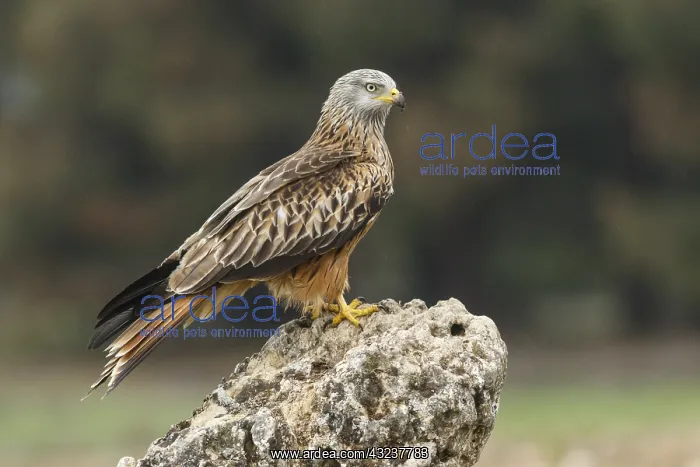 : Red Kite - perched on rock - Castilla la Mancha, Spain : Red Kite - perched on rock - Castilla la Mancha, Spain