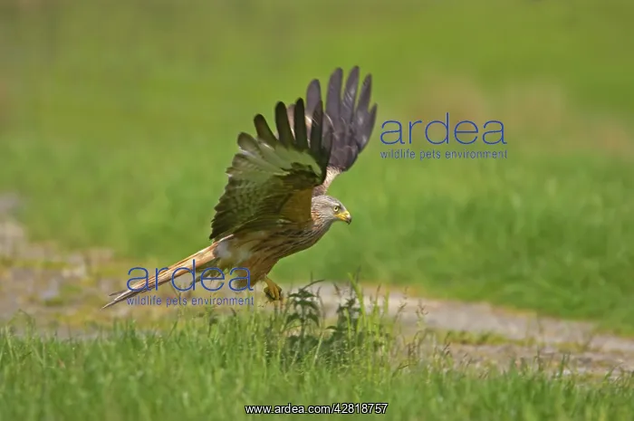 : Red Kite - picking up food put down for them : Red Kite - picking up food put down for them