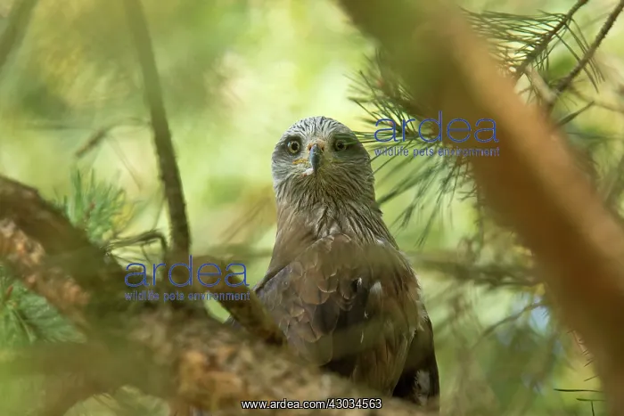  : Red Kite in pine tree