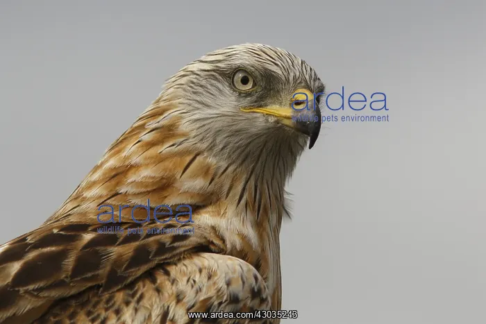 : Red Kite - portrait - Castilla la Mancha, Spain : Red Kite - portrait - Castilla la Mancha, Spain