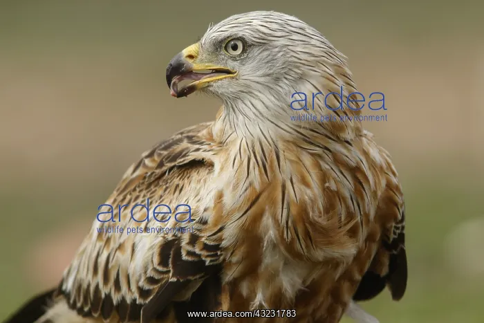 : Red Kite - portrait - Castilla la Mancha, Spain : Red Kite - portrait - Castilla la Mancha, Spain