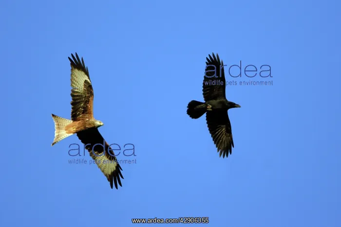 : Red Kite - and Raven (Corvus corax) in flight : Red Kite - and Raven (Corvus corax) in flight
