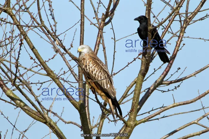 : Red Kite - resting in tree with Carrion Crow (Corvus : Red Kite - resting in tree with Carrion Crow (Corvus