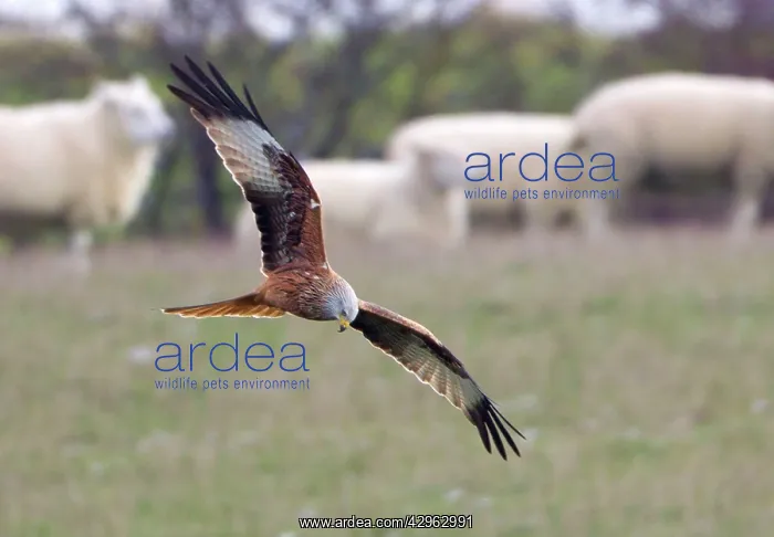 : Red Kite - searching for food amongst sheep flock : Red Kite - searching for food amongst sheep flock