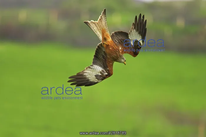 : Red Kite - swooping down : Red Kite - swooping down
