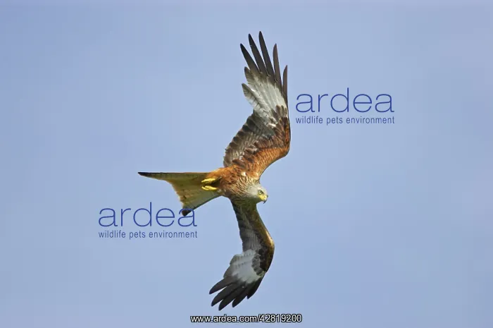 : Red Kite - swooping down : Red Kite - swooping down