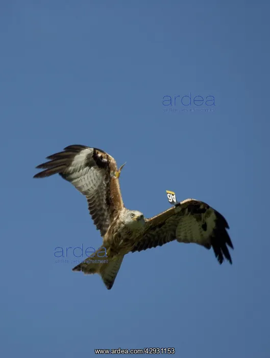  : Red Kite with wing tags in flight