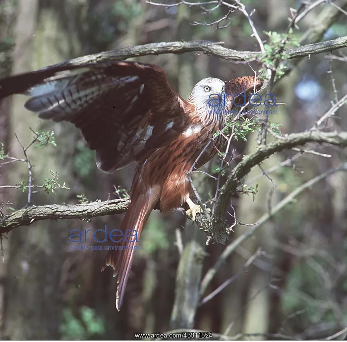 : Red KITE - with wings spread : Red KITE - with wings spread