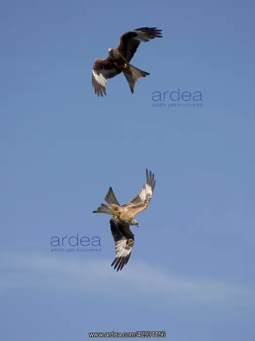 : Red Kites in flight at RSPB site : Red Kites in flight at RSPB site