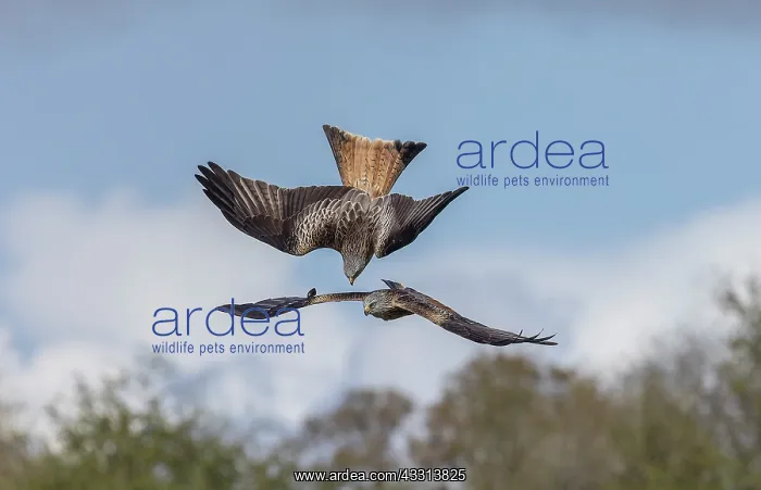 : Red Kites, Milvus milvus, in flight in spring, mid-Wales : Red Kites, Milvus milvus, in flight in spring, mid-Wales