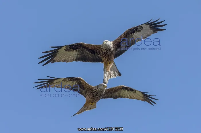  : Red Kites, Milvus milvus, in flight in spring, mid-Wales