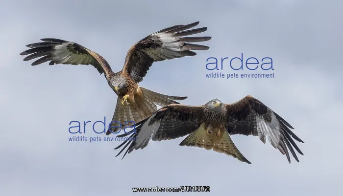 : Red Kites, Milvus milvus, in flight in spring, mid-Wales : Red Kites, Milvus milvus, in flight in spring, mid-Wales