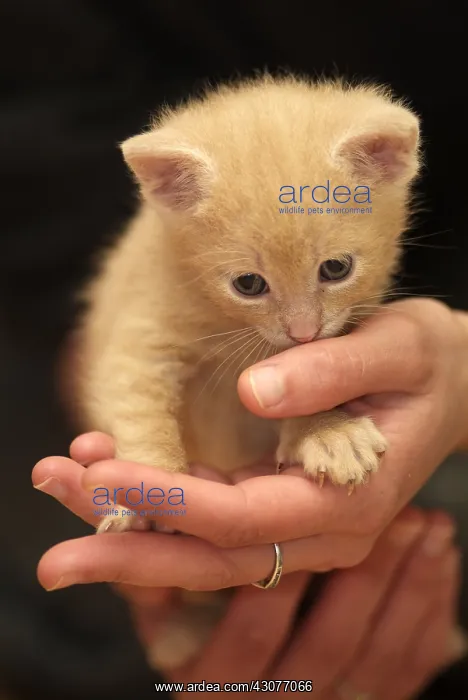 : Red kitten carryied in hands : Red kitten carryied in hands