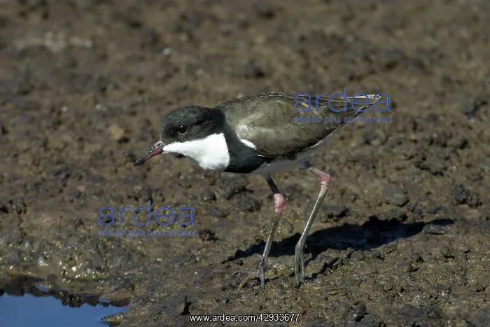 : Red-kneed Dotterel : Red-kneed Dotterel